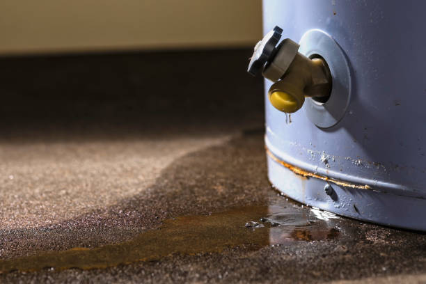 Best Mold removal after water damage  in Heritage Pines, FL