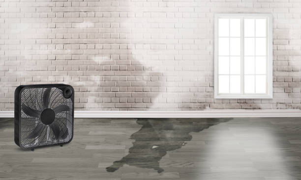  Heritage Pines, FL Water damage restoration Pros